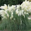 2 Pampas Grass Plants Live in 4 Inch Pot, White Pampas Grass Live Plant for Planting Outdoors Indoors