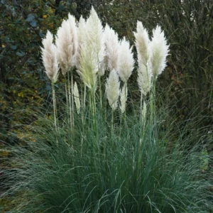 2 Pampas Grass Plants Live in 4 Inch Pot, White Pampas Grass Live Plant for Planting Outdoors Indoors