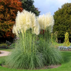 2 Pampas Grass Plants Live in 4 Inch Pot, White Pampas Grass Live Plant for Planting Outdoors Indoors