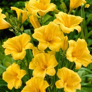 25 Daylily Bulbs, Yellow Daylilies Bulbs for Planting, Daylily Roots, Daylily Flower Bulbs