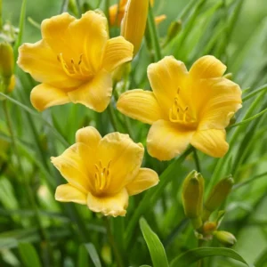 25 Daylily Bulbs, Yellow Daylilies Bulbs for Planting, Daylily Roots, Daylily Flower Bulbs