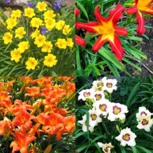 50 Lily Bulbs for Planting, Mixed Lily Bulbs, Sprouted Asiatic Lily Bulbs, Oriental Lily Bulbs Outdoors