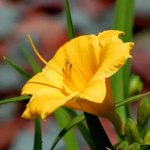 25 Daylily Bulbs, Yellow Daylilies Bulbs for Planting, Daylily Roots, Daylily Flower Bulbs