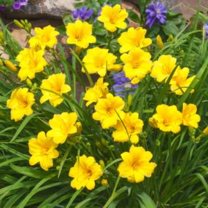 25 Daylily Bulbs, Yellow Daylilies Bulbs for Planting, Daylily Roots, Daylily Flower Bulbs