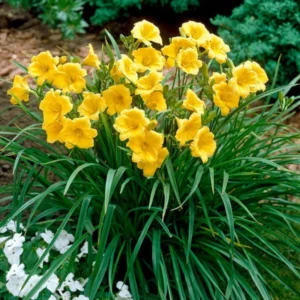 25 Daylily Bulbs, Yellow Daylilies Bulbs for Planting, Daylily Roots, Daylily Flower Bulbs