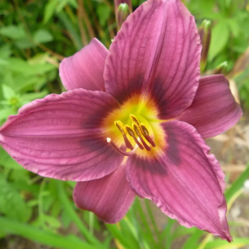 15 Daylily Bulbs for Planting, Purple Daylilies Bulbs, Daylily Flower Bulbs Roots