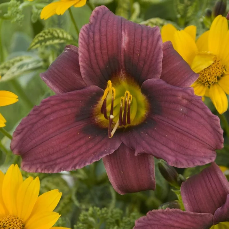 15 Daylily Bulbs for Planting, Purple Daylilies Bulbs, Daylily Flower Bulbs Roots