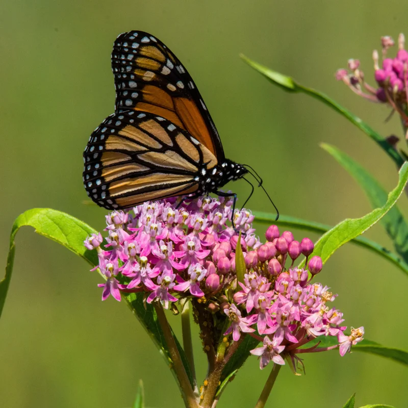 2 Swamp Milkweed Asclepias Incarnata Plants Live, Pink Milkweed Plants, Swamp Milkweed Plant for Planting Outdoor