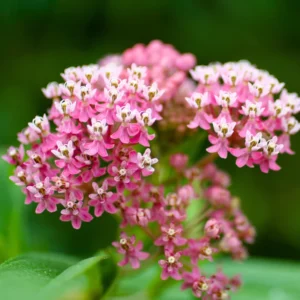 2 Swamp Milkweed Asclepias Incarnata Plants Live, Pink Milkweed Plants, Swamp Milkweed Plant for Planting Outdoor