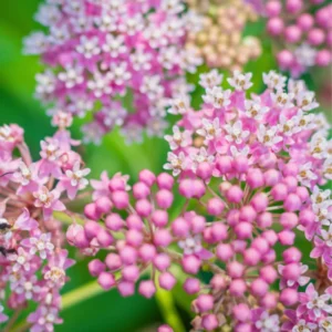 2 Swamp Milkweed Asclepias Incarnata Plants Live, Pink Milkweed Plants, Swamp Milkweed Plant for Planting Outdoor
