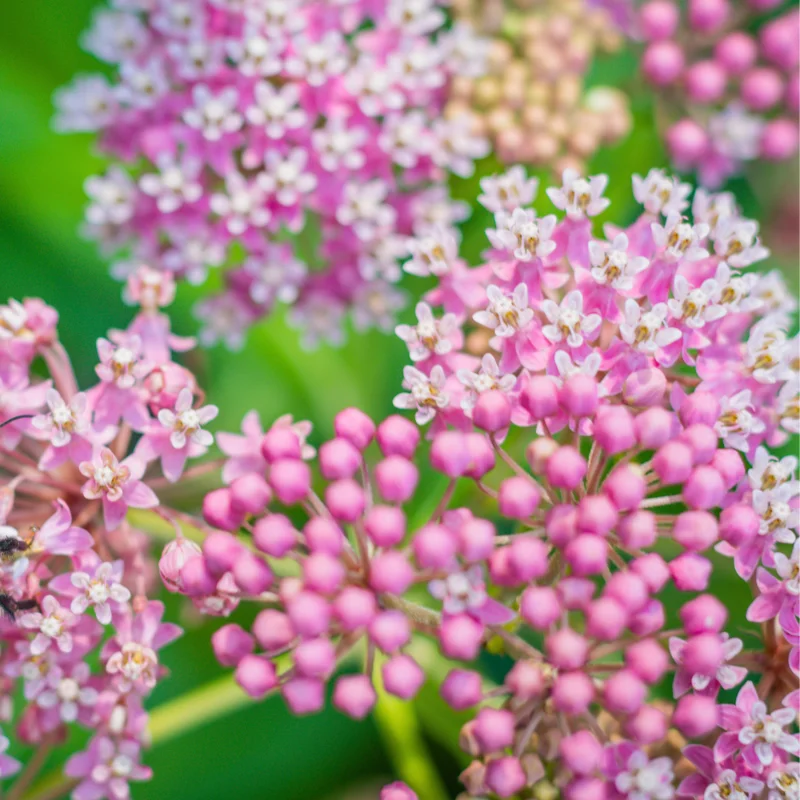 2 Swamp Milkweed Asclepias Incarnata Plants Live, Pink Milkweed Plants, Swamp Milkweed Plant for Planting Outdoor