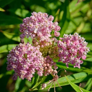 2 Swamp Milkweed Asclepias Incarnata Plants Live, Pink Milkweed Plants, Swamp Milkweed Plant for Planting Outdoor
