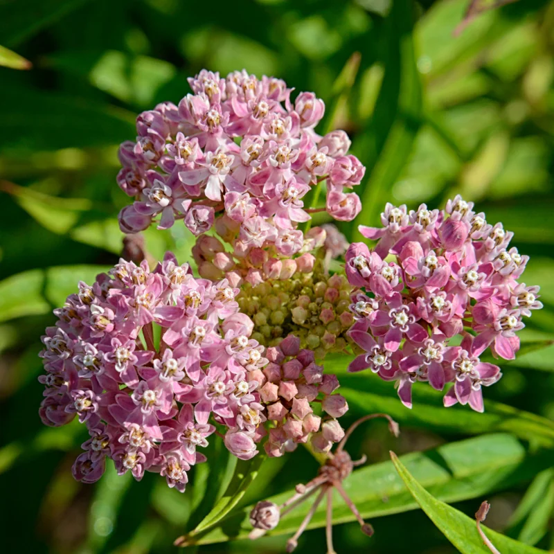 2 Swamp Milkweed Asclepias Incarnata Plants Live, Pink Milkweed Plants, Swamp Milkweed Plant for Planting Outdoor