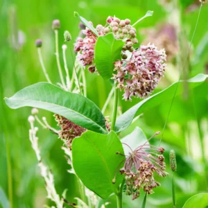 2 Swamp Milkweed Asclepias Incarnata Plants Live, Pink Milkweed Plants, Swamp Milkweed Plant for Planting Outdoor