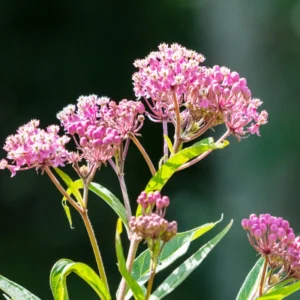 2 Swamp Milkweed Asclepias Incarnata Plants Live, Pink Milkweed Plants, Swamp Milkweed Plant for Planting Outdoor