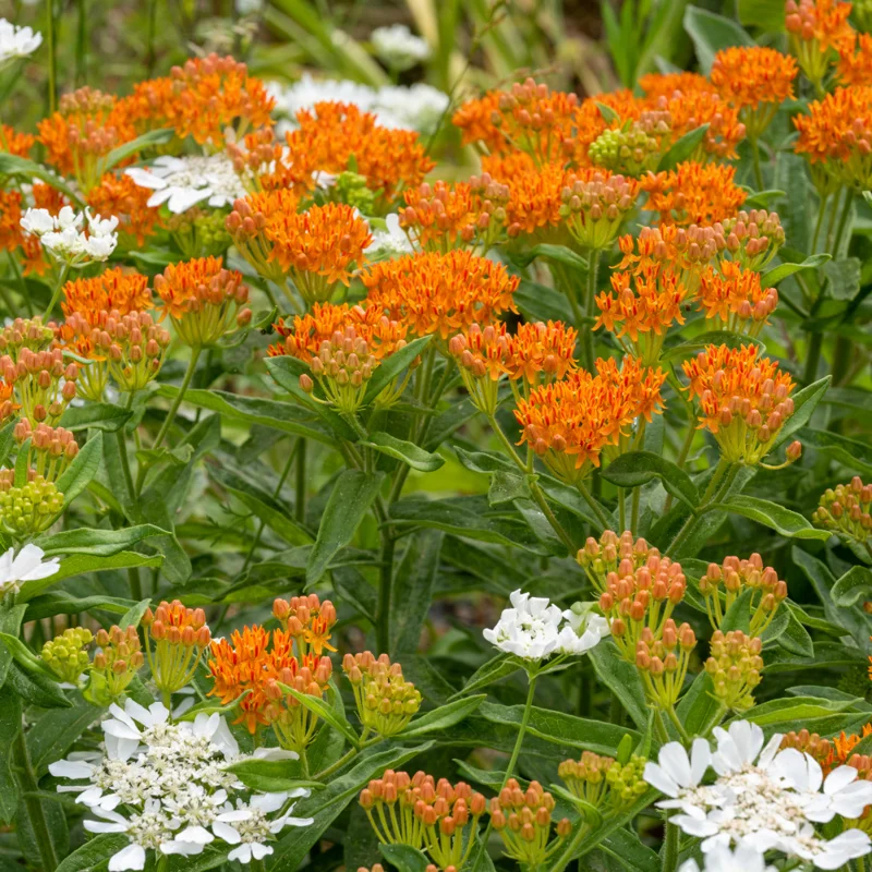 2 Butterfly Milkweed Plants Live, Orange Milkweed Plants, Asclepias Tuberosa Plant, Live Milkweed Plants, Milkweed Live Plant for Planting Outdoor