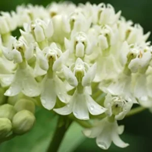 2 Milkweed Plants Live, White Milkweed Plants, Milkweed Plant for Planting Garden Outdoor Indoor
