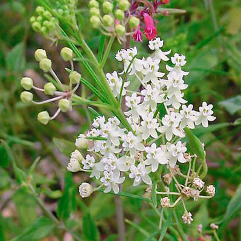 2 Milkweed Plants Live, White Milkweed Plants, Milkweed Plant for Planting Garden Outdoor Indoor