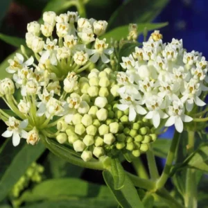 2 Milkweed Plants Live, White Milkweed Plants, Milkweed Plant for Planting Garden Outdoor Indoor