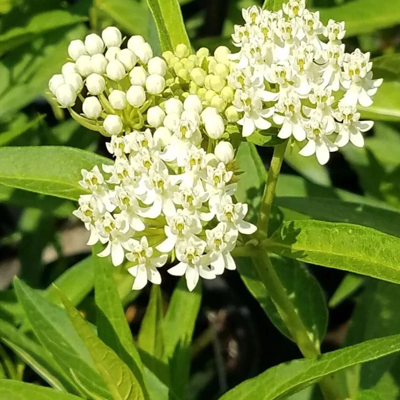 2 Milkweed Plants Live, White Milkweed Plants, Milkweed Plant for Planting Garden Outdoor Indoor