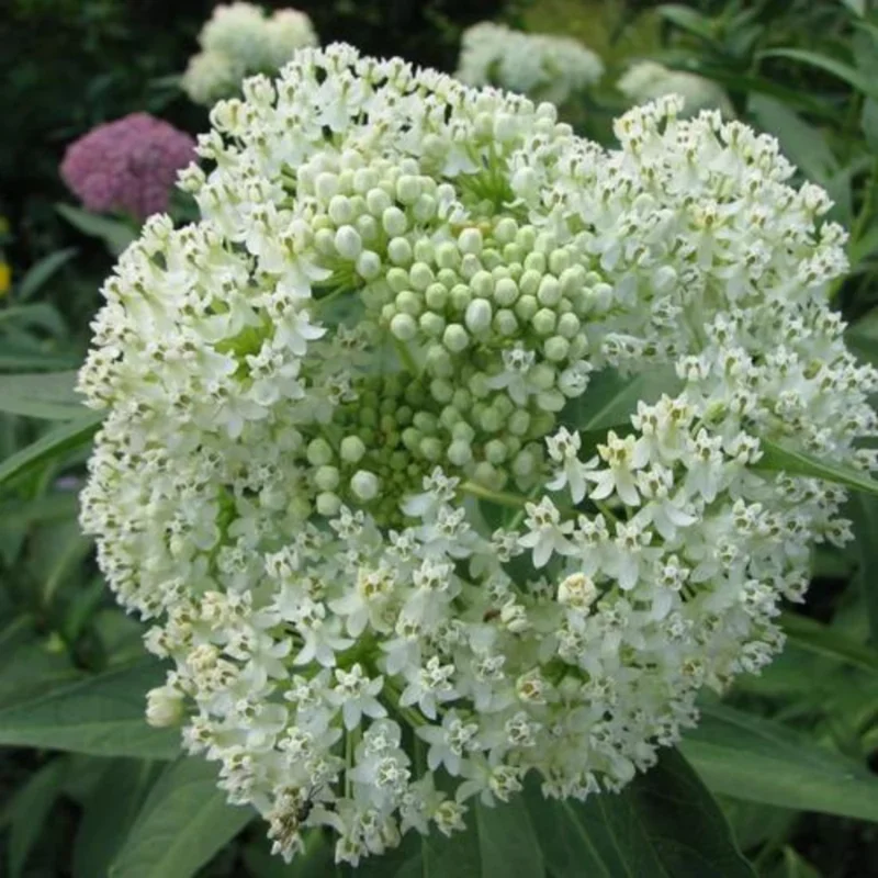 2 Milkweed Plants Live, White Milkweed Plants, Milkweed Plant for Planting Garden Outdoor Indoor