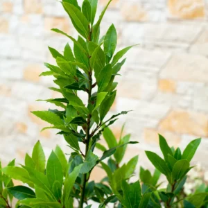 Bay Leaf Plant Live for Planting, Bay Laurel Tree Live Plant, Laurus Nobilis Bay Leaf Tree, Bay Leaves Plant 4