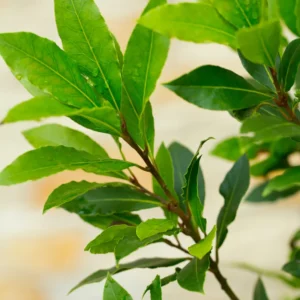 Bay Leaves Plant, Laurus Nobilis Bay Leaf Tree Live Plant, Bay Leaf Plant Live, Sweet Bay Laurel Plant 4