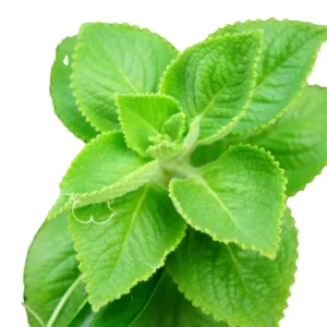 Cuban Oregano Plant Live, Mexican Oregano Plants, Spanish Thyme Plant for Planting 3" to 6" Tall Outdoor