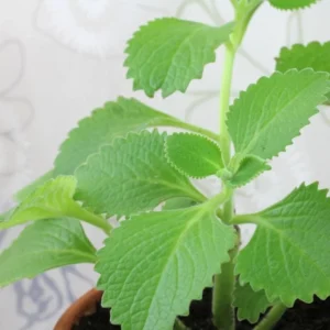 Cuban Oregano Plant Live, Mexican Oregano Plants, Spanish Thyme Plant for Planting 3