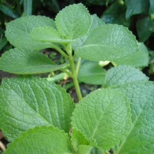 Cuban Oregano Plant Live, Mexican Oregano Plants, Spanish Thyme Plant for Planting 3