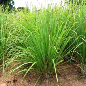 Lemon Grass Plants, Set 3 Live Rooted Lemongrass Plant, Lemon Grass Live Plant Outdoor Indoor