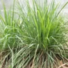 Lemon Grass Live Plant, Live Lemon Grass Plants For Outside, Lemongrass Plants Live Indoor, 2 Plants Outdoor