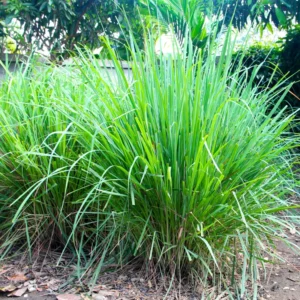 Lemongrass Plant, Set 5 Lemon Grass Live Plant, Rooted Lemongrass Plant Lemongrass Stalks Outdoor