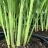 6 Live Rooted Lemongrass Plant, Lemon Grass Plants Rooted, Lemongrass Live Plant Outdoor