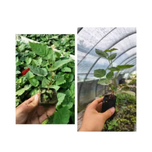 2 Thornless Blackberry Plants Live for Planting, Triple Crown Blackberry Bush Live Plant, Blackberries Plants, Fruit Bushes Outdoor