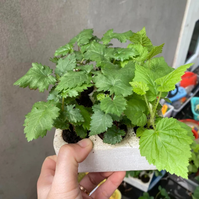 Set 2 Blackberry Plants Live, Navaho Blackberries Plants for Planting, Blackberry Bush Live Plant, Fruit Trees Live Plant Outdoor