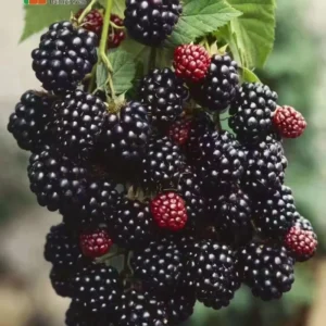 2 Thornless Blackberry Plants, Blackberries Plants Live for Planting, Blackberry Bush Live Plant, Blackberry Fruit Bushes, Fruit Tree Outdoor