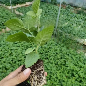 2 Thornless Blackberry Plants, Blackberries Plants Live for Planting, Blackberry Bush Live Plant, Blackberry Fruit Bushes, Fruit Tree Outdoor