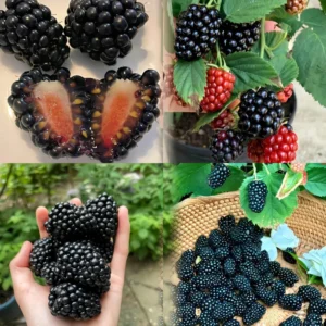 2 Thornless Blackberry Plants, Blackberries Plants Live for Planting, Blackberry Bush Live Plant, Blackberry Fruit Bushes, Fruit Tree Outdoor
