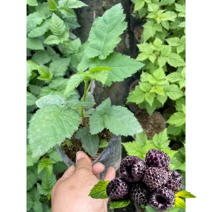 2 Blackberry Plants, Thornless Blackberry Plants Live, Blackberry Bush Live Plant, Blackberries Plants for Planting, Fruit Bushes Live Plant, Blackberry Fruit Trees Outdoor