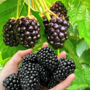 2 Blackberry Plants, Thornless Blackberry Plants Live, Blackberry Bush Live Plant, Blackberries Plants for Planting, Fruit Bushes Live Plant, Blackberry Fruit Trees Outdoor