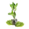 Bay Leaf Plant Live for Planting, Bay Laurel Tree Live Plant, Laurus Nobilis Bay Leaf Tree, Bay Leaves Plant 4" to 6" Height