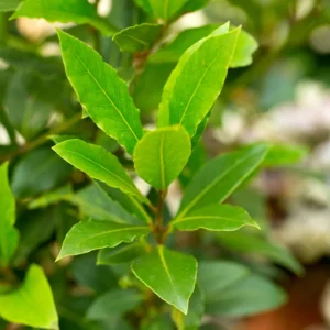 Bay Leaf Plant Live for Planting, Bay Laurel Tree Live Plant, Laurus Nobilis Bay Leaf Tree, Bay Leaves Plant 4