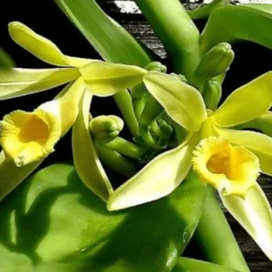 Vanilla Orchid Live Plant, Vanilla Planifolia Plant, Vanilla Bean Orchid Live Plant 4 to 6 Inches Tall