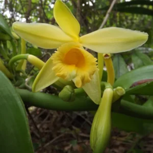 Vanilla Orchid Live Plant, Vanilla Planifolia Plant, Vanilla Bean Orchid Live Plant 4 to 6 Inches Tall
