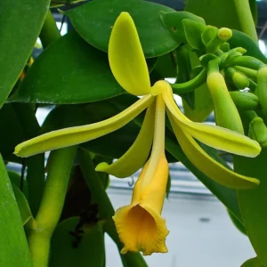 Vanilla Orchid Live Plant, Vanilla Planifolia Plant, Vanilla Bean Orchid Live Plant 4 to 6 Inches Tall