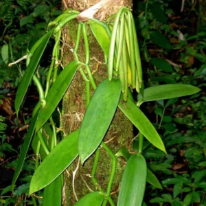 Vanilla Orchid Live Plant, Vanilla Planifolia Plant, Vanilla Bean Orchid Live Plant 4 to 6 Inches Tall