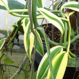 Variegated Vanilla Bean Orchid Live Plant, Vanilla Orchid Plant, Vanilla Planifolia 4