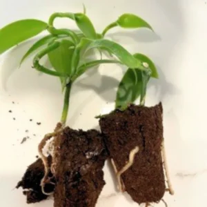 Vanilla Orchid Live Plant, Vanilla Planifolia Plant, Vanilla Bean Orchid Live Plant 4 to 6 Inches Tall