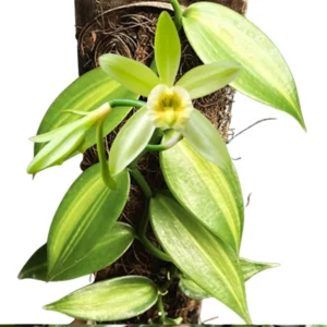 Vanilla Orchid Plant, Variegated Vanilla Planifolia Live Plant, Vanilla Bean Orchid Plant, Vanilla Vine for Planting Indoor Outdoors 4